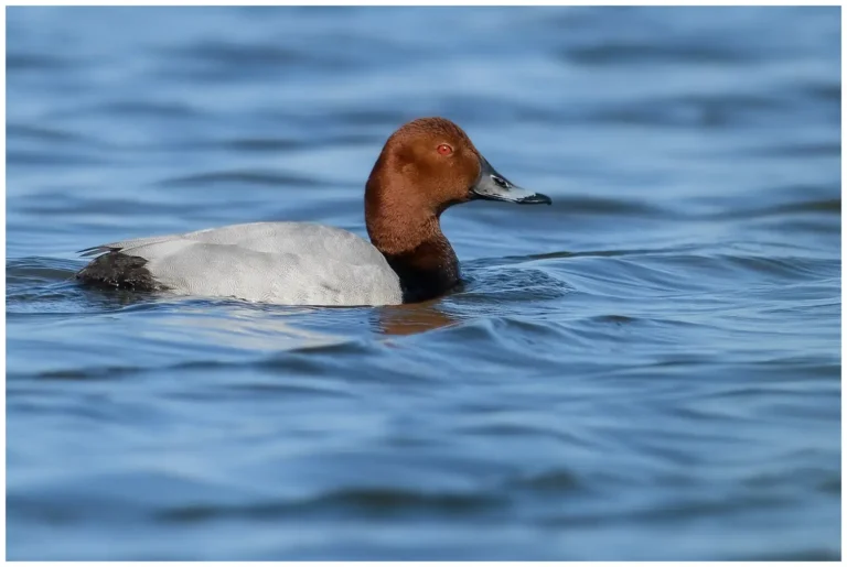 Fotograferade fåglar vid Tåkern