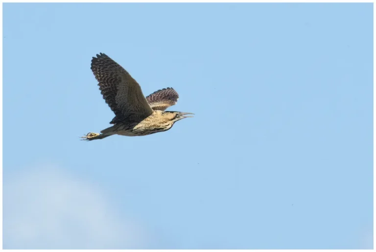 Rördrom - (Eurasian Bittern)