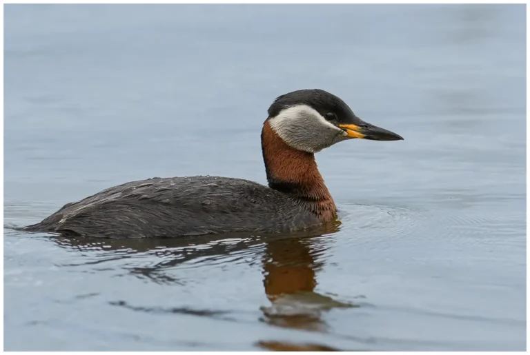 Gråhakedopping - (Podiceps grisegena)