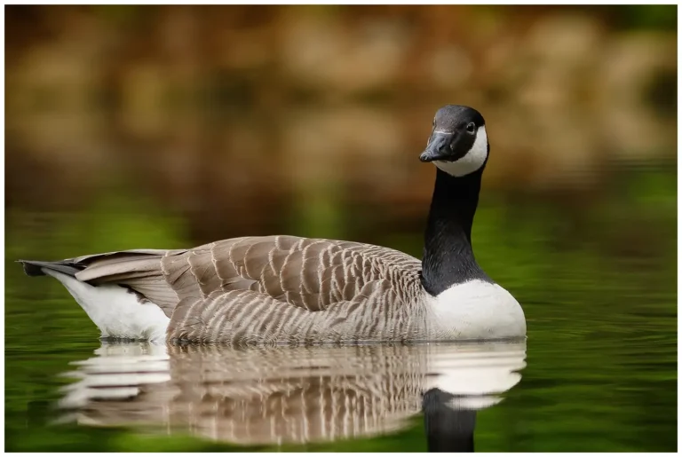 kanadagås - (canada goose)