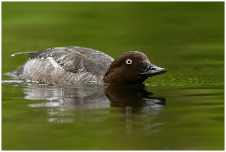 Knipa - (Common Goldeneye)
