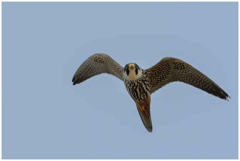 Lärkfalk - (Eurasian Hobby)