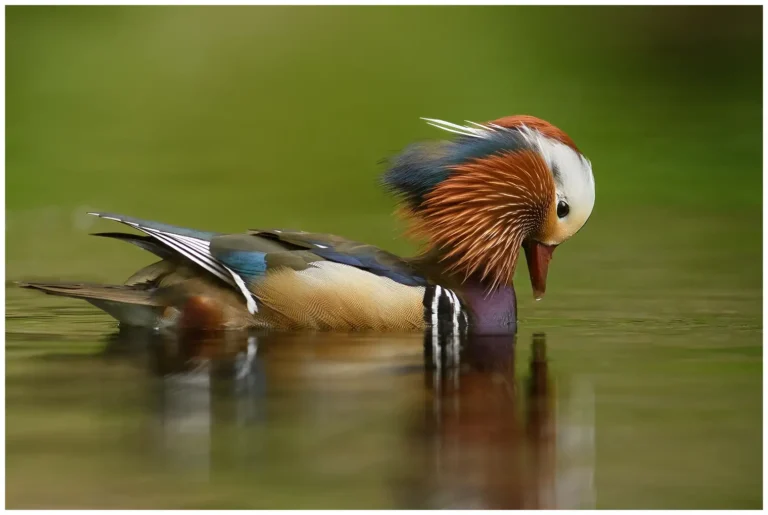 mandarin duck