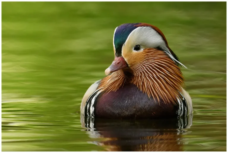 Mandarinand - Mandarin Duck Mandarinand - (Mandarin Duck)