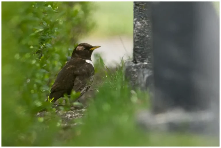 Ringtrast - (Turdus torquatus)