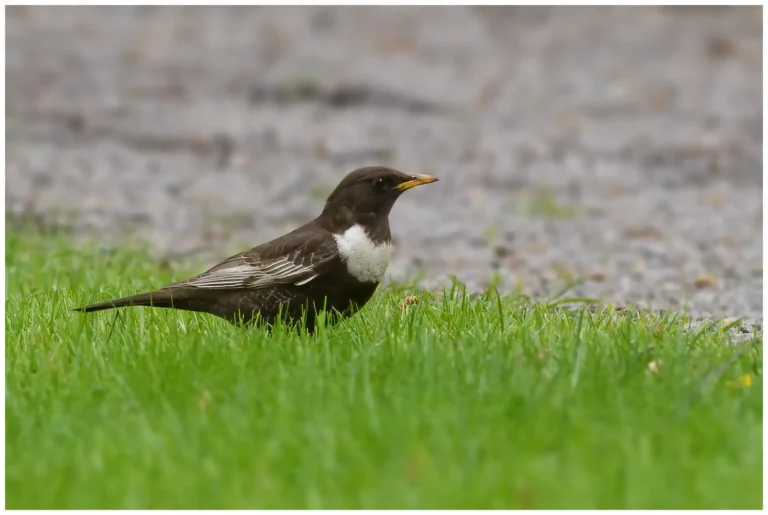 hane ringtrast - (Turdus torquatus)