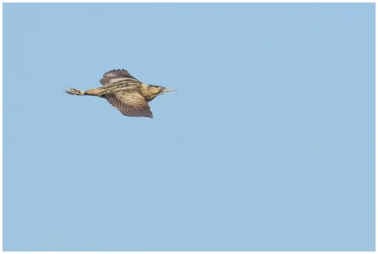 Rördrom - (Eurasian Bittern)