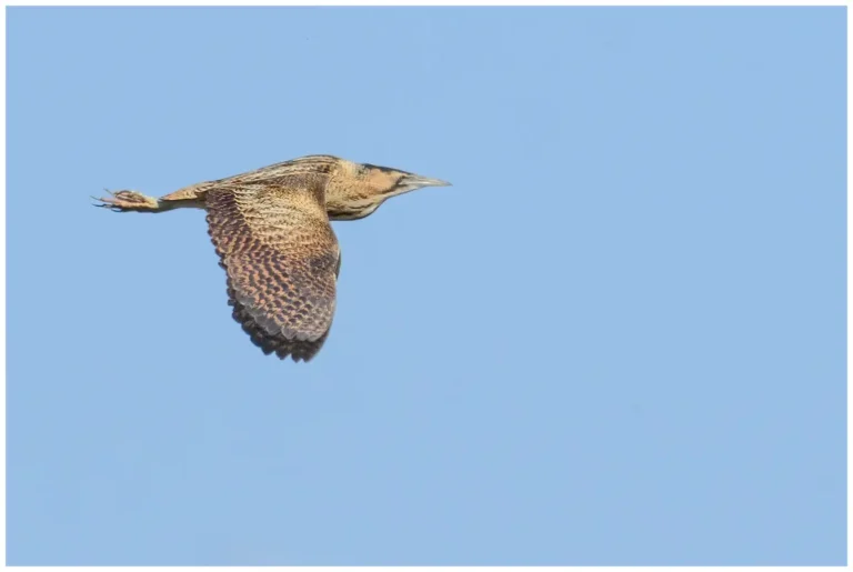 Rördrom - Eurasian Bittern Rördrom – (Botaurus stellaris)