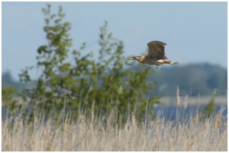 Rördrom - (Eurasian Bittern)