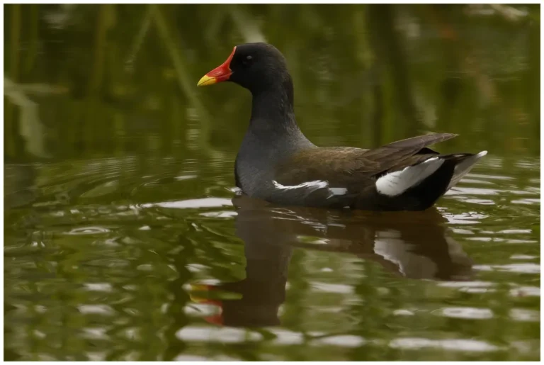 Rörhöna - (Gallinula chloropus)