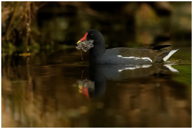 Rörhöna - (Common Moorhen)