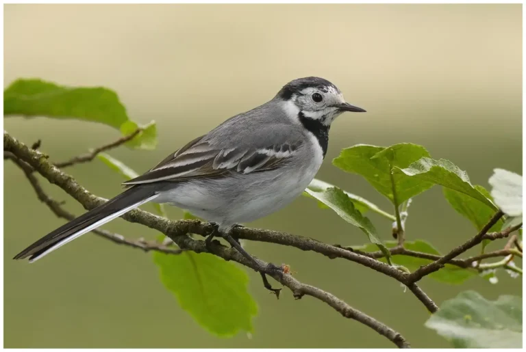 Sädesärla - (Motacilla alba)