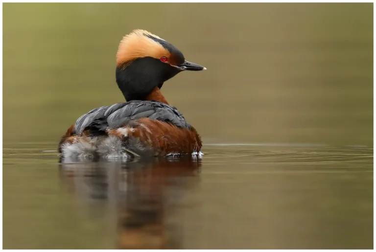 Svarthakedopping - (Podiceps auritus)