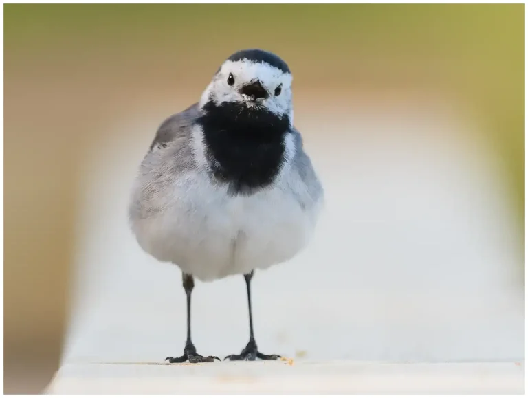 Sädesärla - (Motacilla alba)