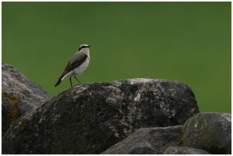 Stenskvätta - Northern Wheatear Stenskvätta - (Oenanthe oenanthe)