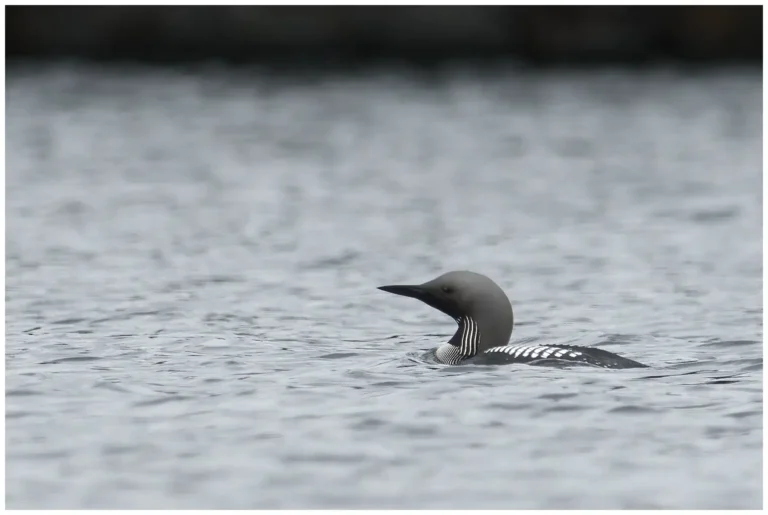 Storlom - (Black-throated Diver)