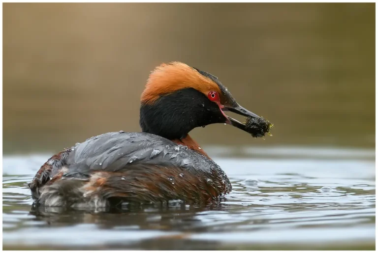 Svarthakedopping - (Podiceps auritus)