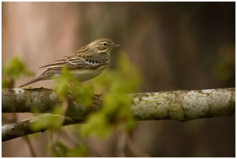 Trädpiplärka - (Anthus trivialis)