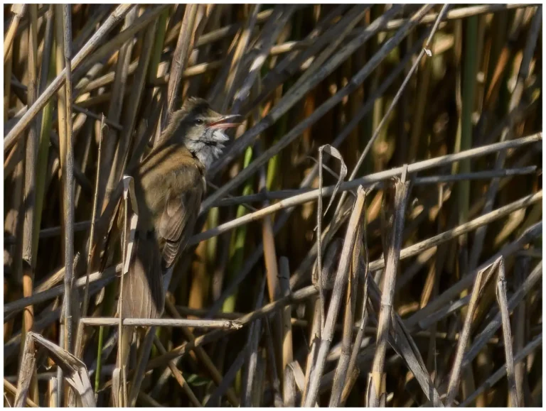 Trastsångare - Great Reed Warbler Trastsångare - (Great Reed Warbler)