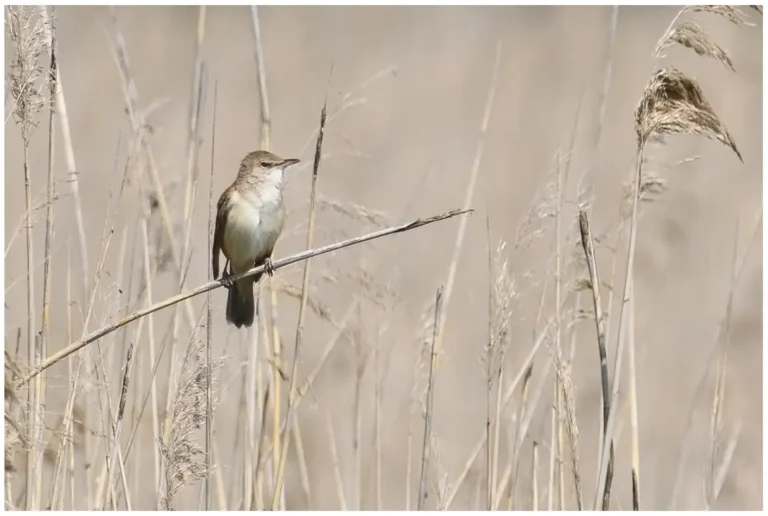 Trastsångare - (Great Reed Warbler)