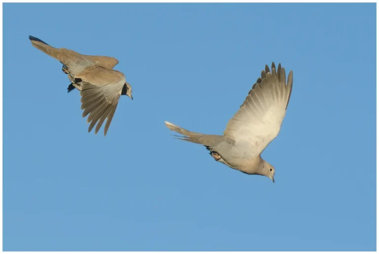 2 turkduvor som flyger