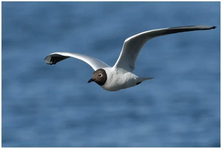 Skrattmås - (Larus ridibundus)