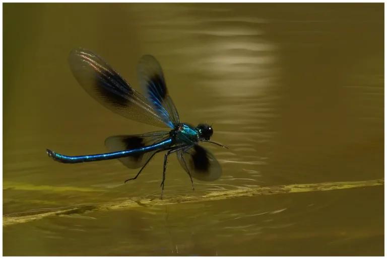 fotograferat insekter