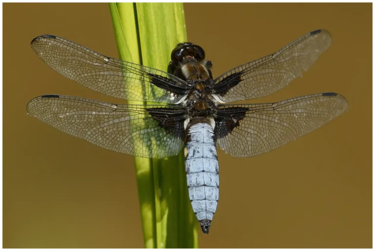 fotograferad insekter