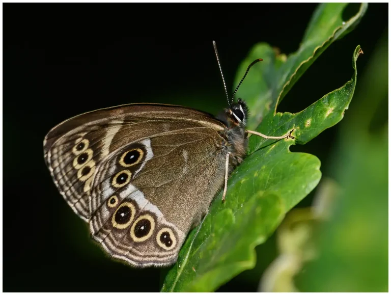 fotograferat insekter