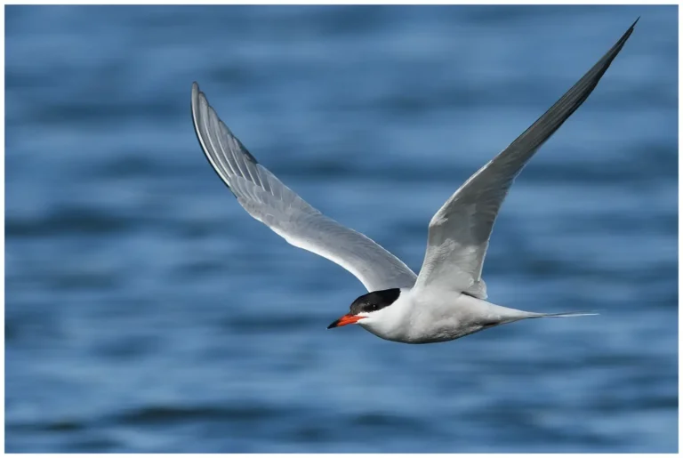 Fisktärna - (Sterna hirundo)