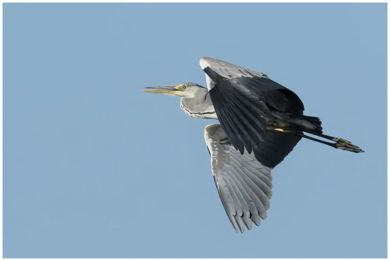 Gråhäger - (Ardea cinerea)