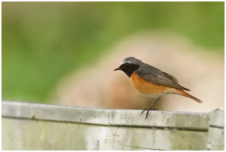 Rödstjärt - Common Redstart Rödstjärt - (Phoenicurus phoenicurus)