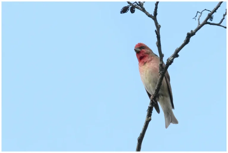 Rosenfink - Carpodacus erythrinus