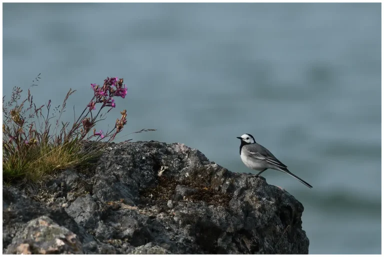 Sädesärla - (Motacilla alba)