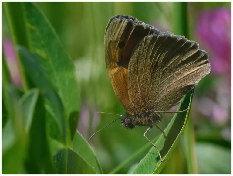 fotograferat insekter
