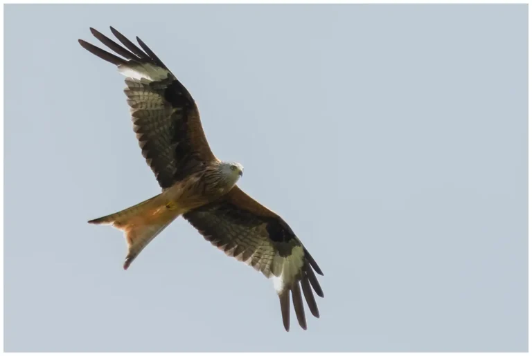 Röd Glada - Red Kite röd glada