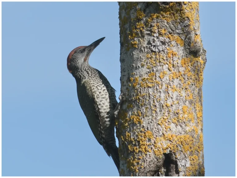 Gröngöling - Picus viridis