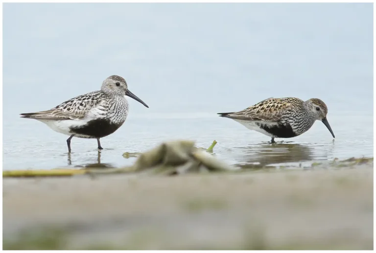 kärrsnäppa - (calidris alpina)