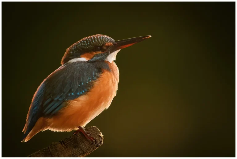Naturphoto - min sida om fåglar i naturen Naturphoto - min sida om fåglar i naturen
