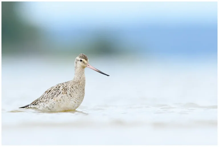 Myrspov - Limosa lapponica