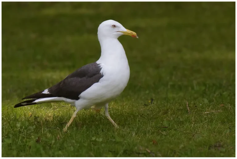 Silltrut - Larus fuscus