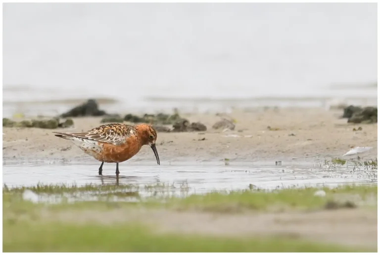 Spovsnäppa - Curlew Sandpiper