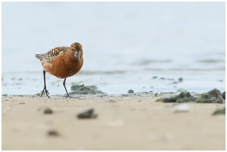 Spovsnäppa - Curlew Sandpiper