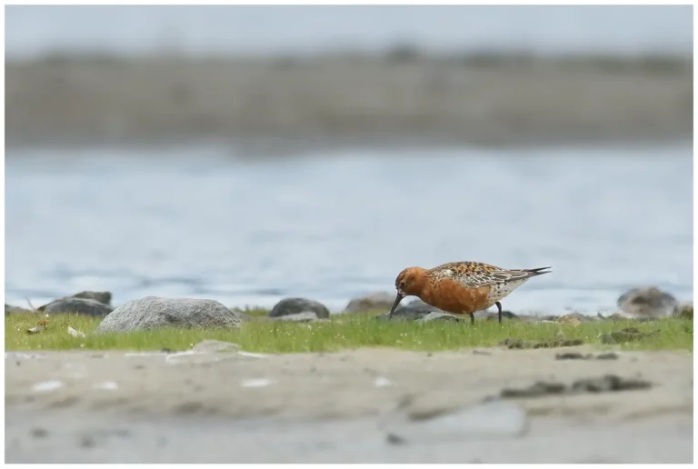 Spovsnäppa - (Calidris ferruginea)