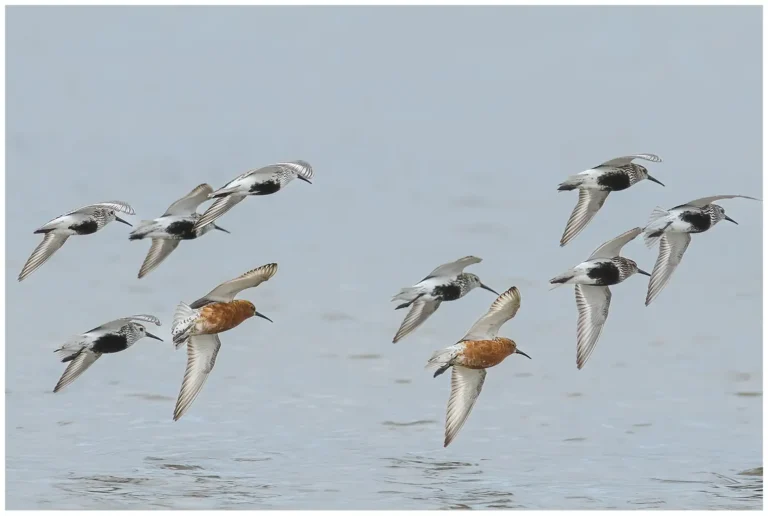 Spovsnäppa - (Curlew Sandpiper)