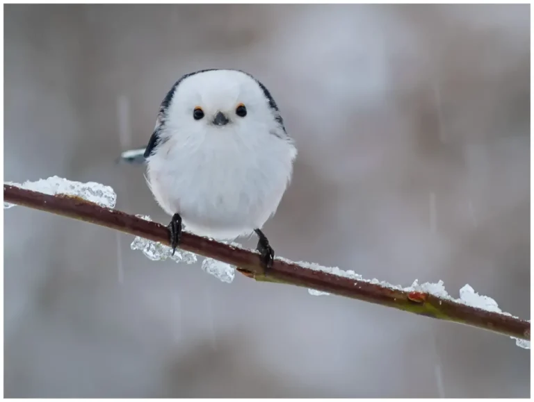 Naturphoto - min sida om fåglar i naturen