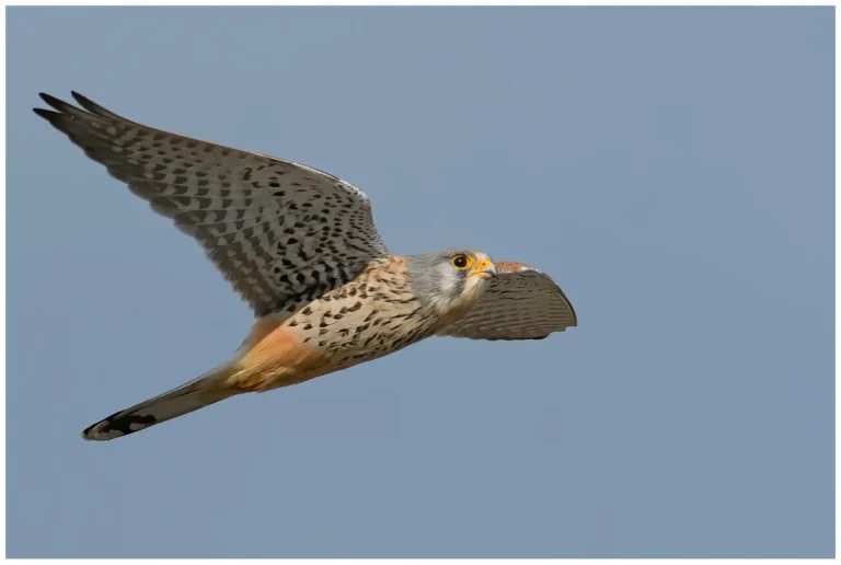 Naturphoto - min sida om fåglar i naturen