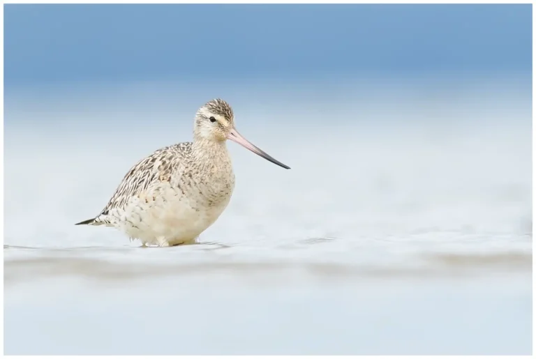 Myrspov - Limosa lapponica