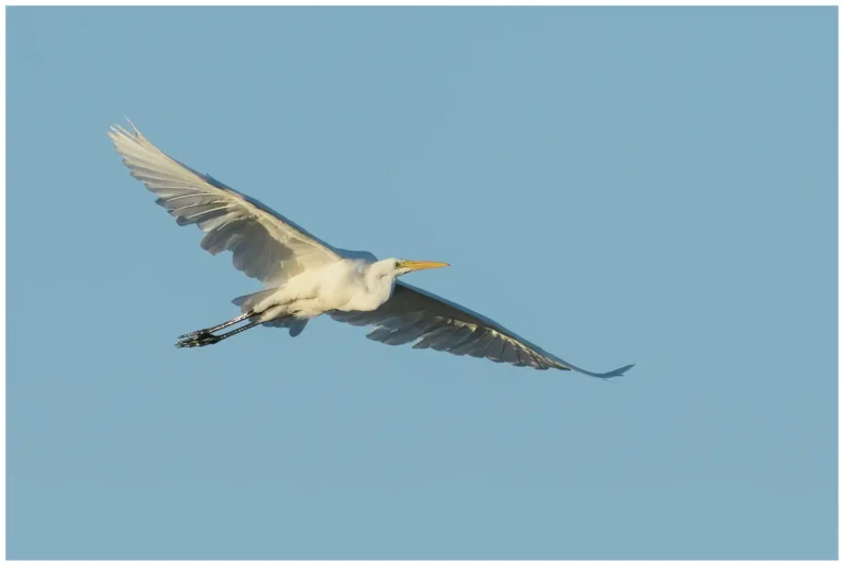 Ägretthäger - (Great white Heron)