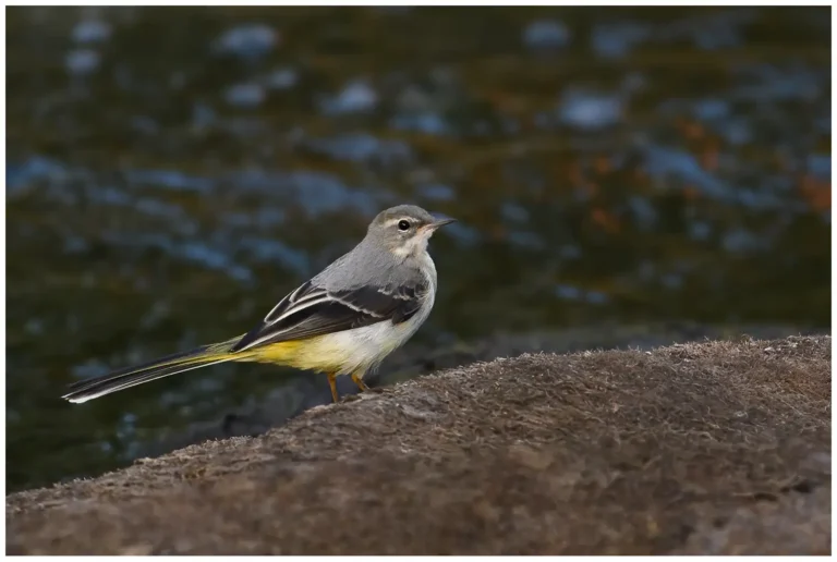 Forsärla - Grey Wagtail